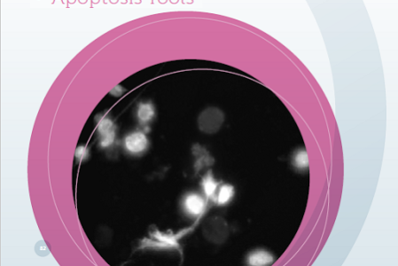 apoptoz-kitleri-429596e3c554d8d4