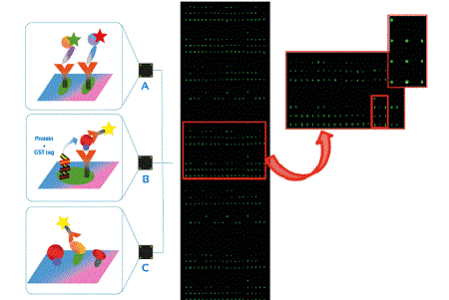 custom-protein-microarray-447596e5ef6efc43