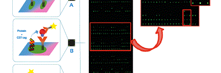 custom-protein-microarray-447596e5ef6efc43