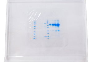 jel-tasima-tepsisi-201593ea74b14c81