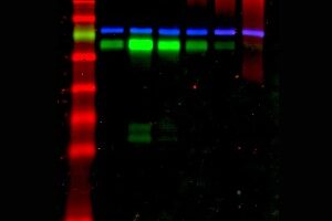 fluorescent-western-standardization-blot-38459565c613eac1