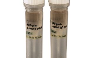 hrp-conjugated-secondary-antibodies-287595602307d2d6