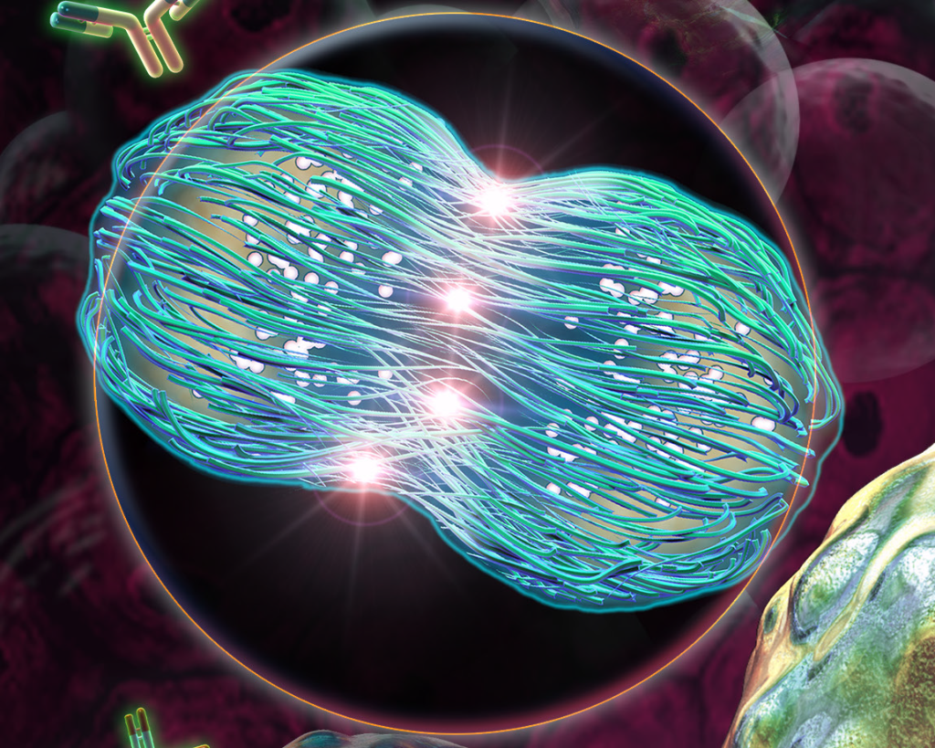 Cell Cycle โ IDA Yasam Teknolojileri Biology Diagrams